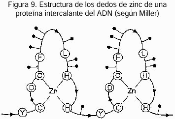 Figura 9. Estructura de los dedos de zinc de una protena intercalante del ADN (segn Miller).