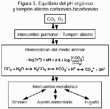Figura 3. Equilibrio del pH orgnico y tampn abierto carbonato-bicarbonato.