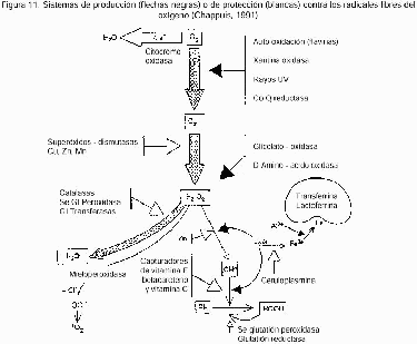 Figura 11. Sistemas de produccin (flechas negras) o de proteccin (blancas) contra los radicales libres del oxgeno (Chappuis, 1991).